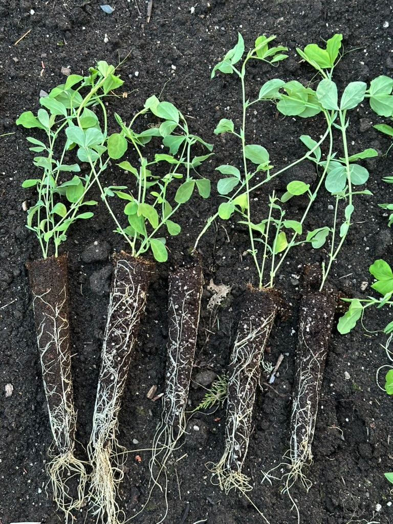 Sweet Pea Growing Guide