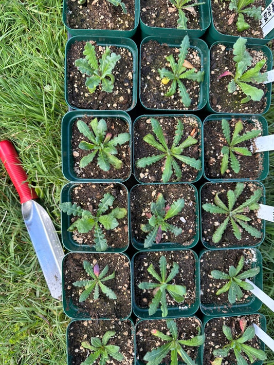 Growing Flowers from Seed