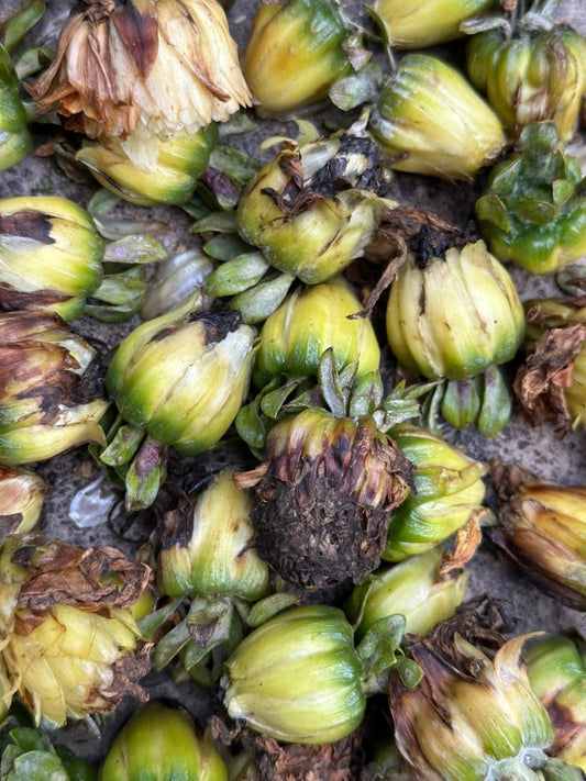Growing Dahlias from Seed