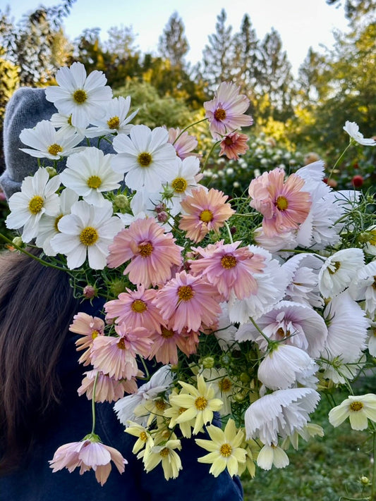 Cosmos Growing Guide