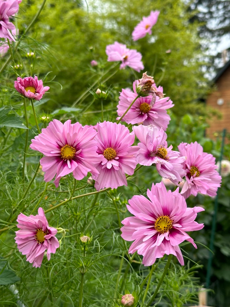 Cosmos 'Apricot Rose' 2025 Mix - Limit 1