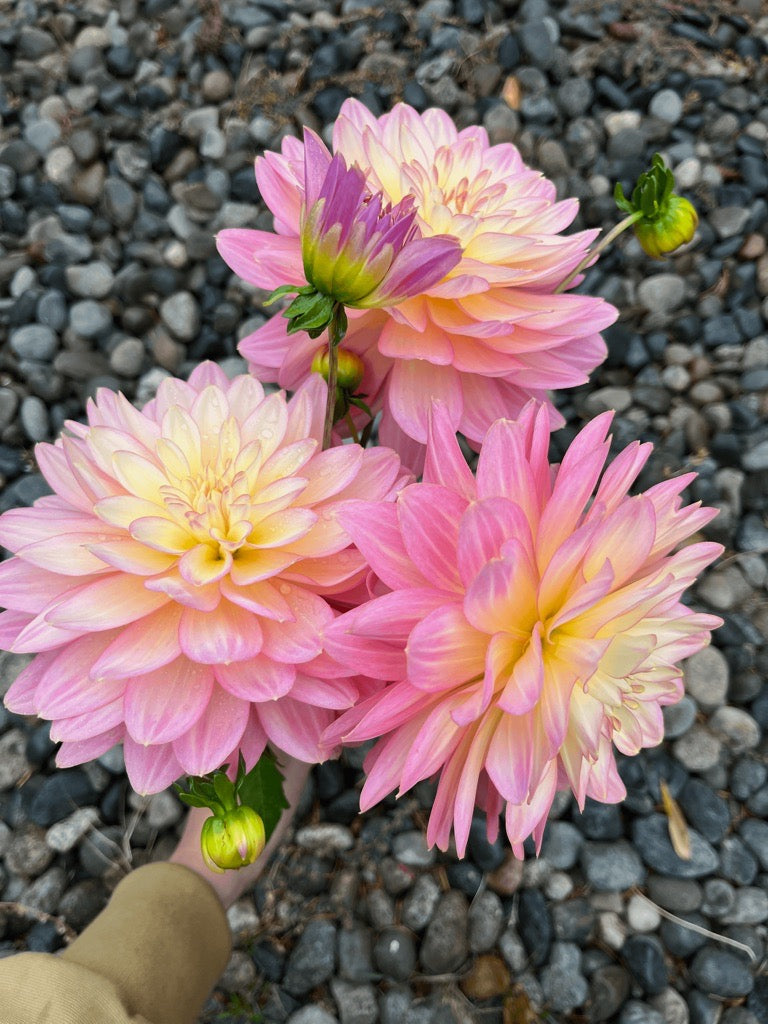 Burfoot Lotus - Limit 1