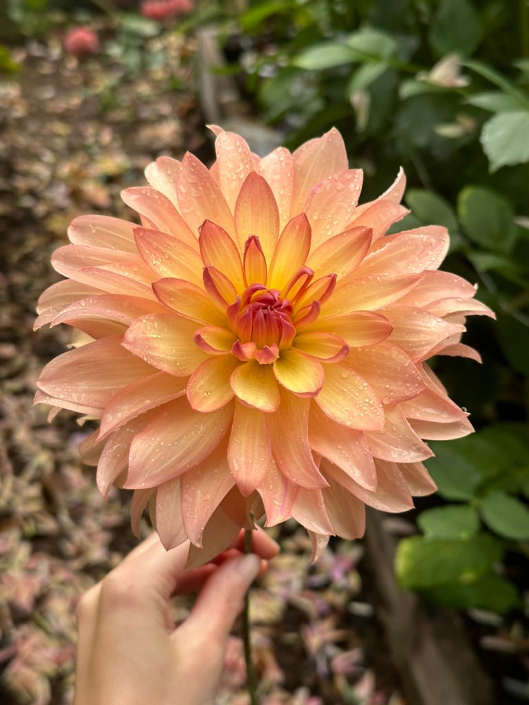 Burfoot Prosecco - Limit 1