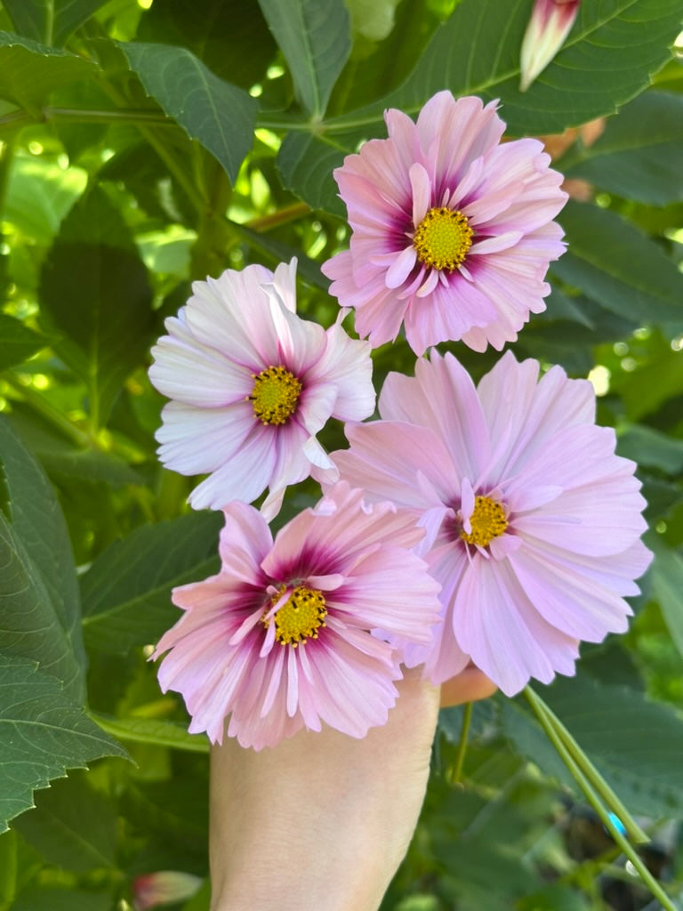 Cosmos 'Apricot Rose' 2025 Mix - Limit 1