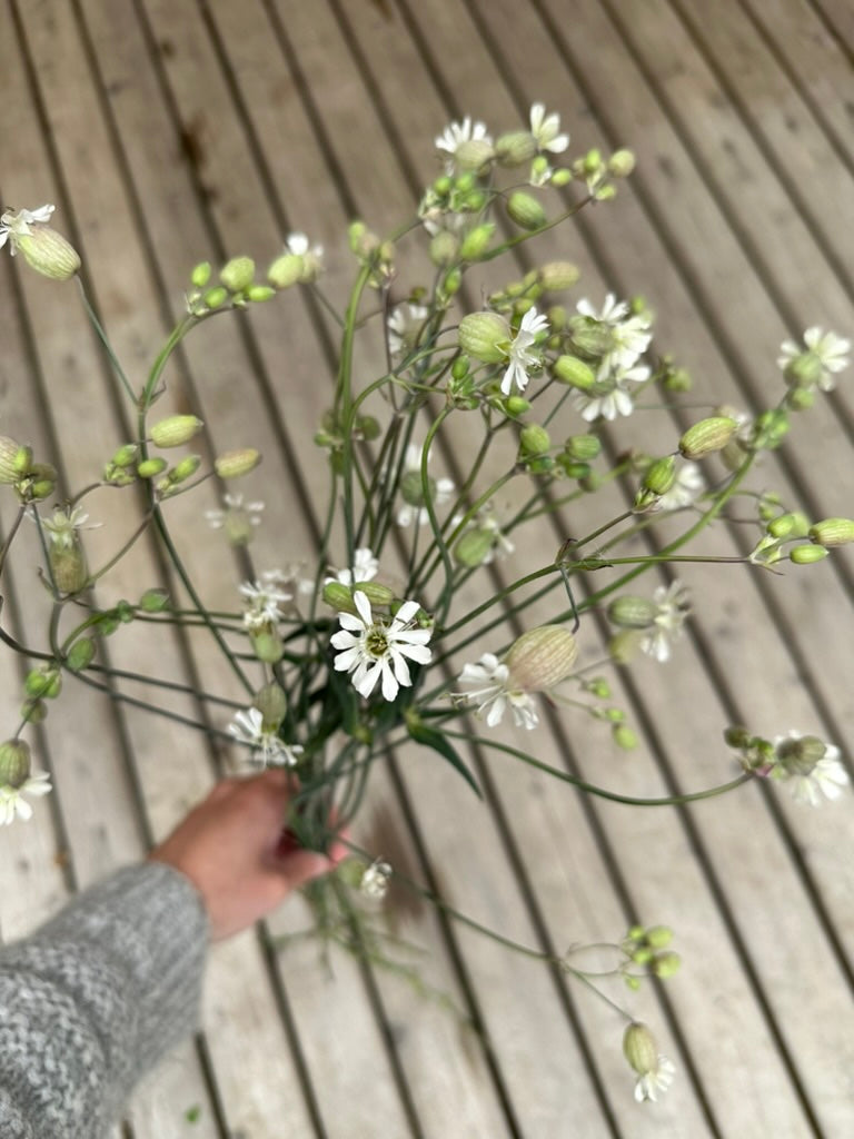 Silene 'Blushing Lanterns'