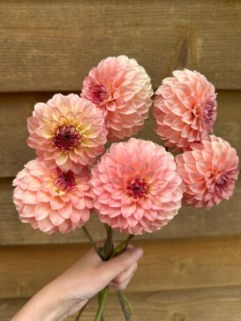 Burfoot Freestone - Limit 1