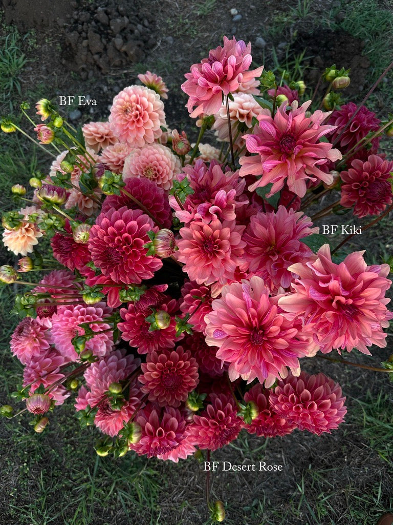 Burfoot Desert Rose - Limit 1
