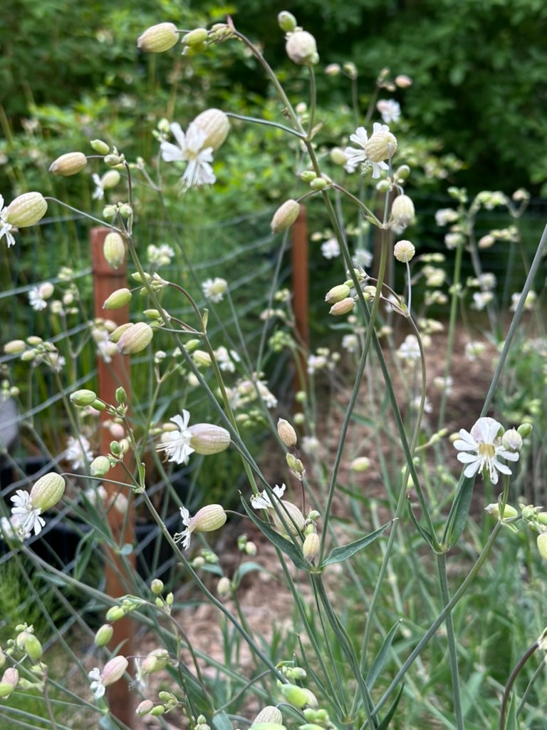 Cut Flower Seed Bundle