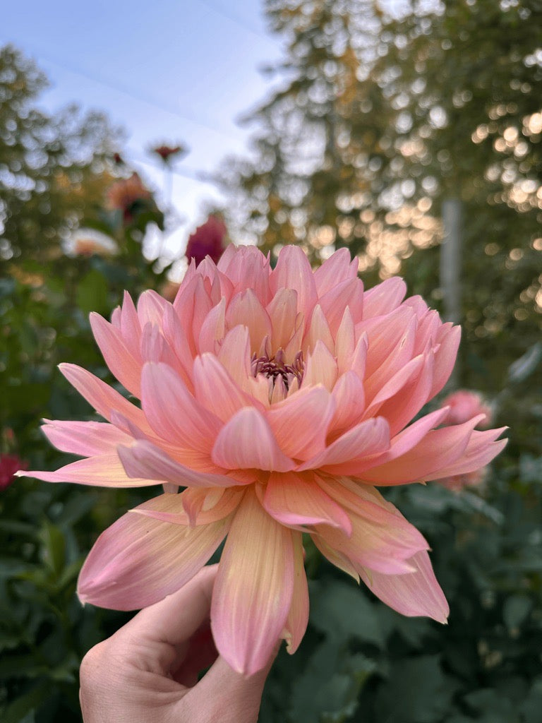 Burfoot Lotus - Limit 1