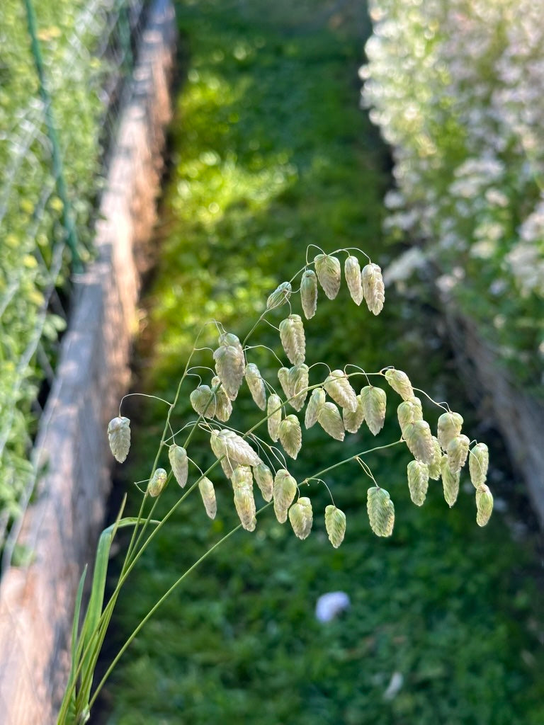 Quaking Grass
