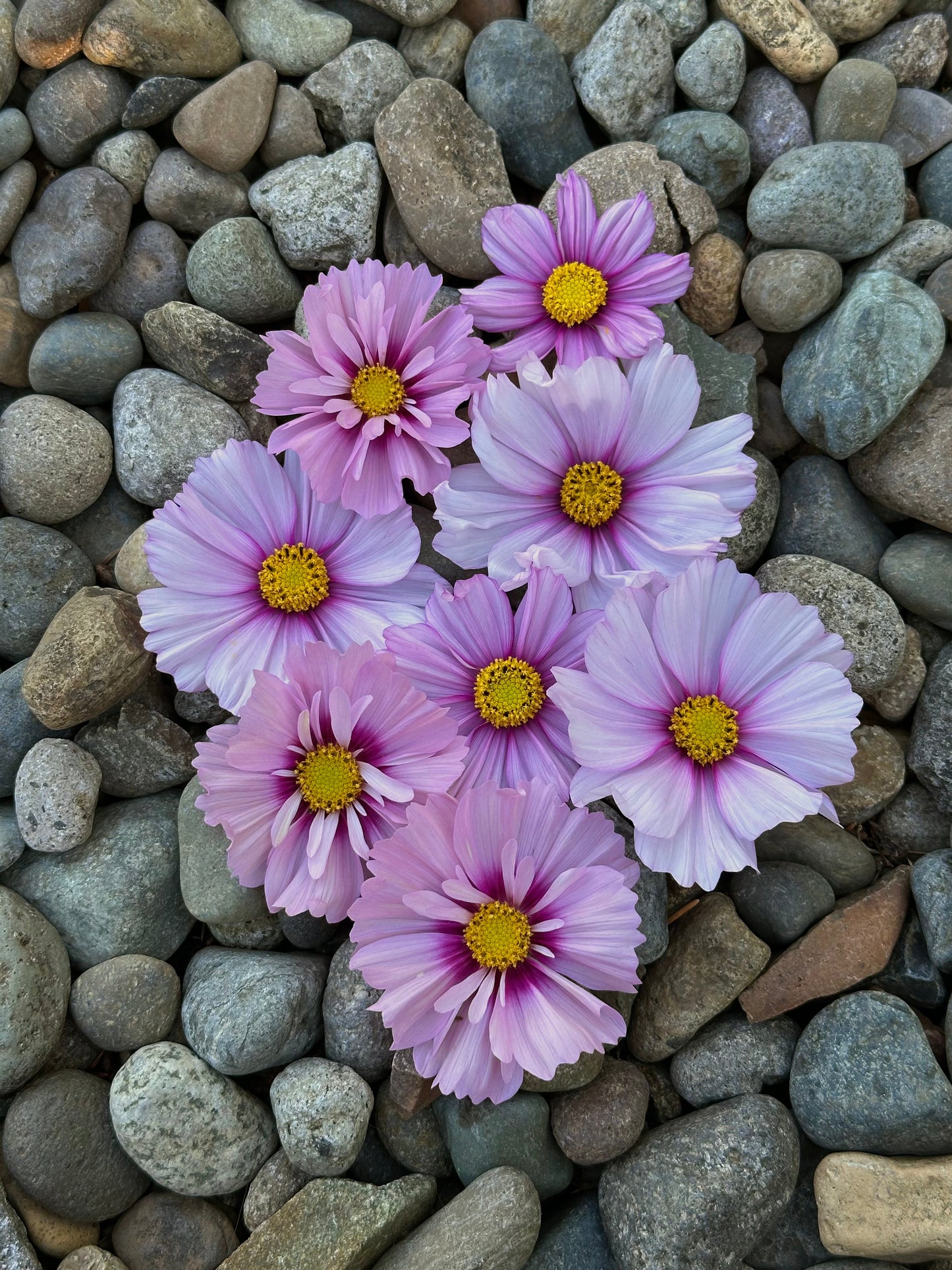 Cosmos 'Apricot Rose' 2025 Mix - Limit 1