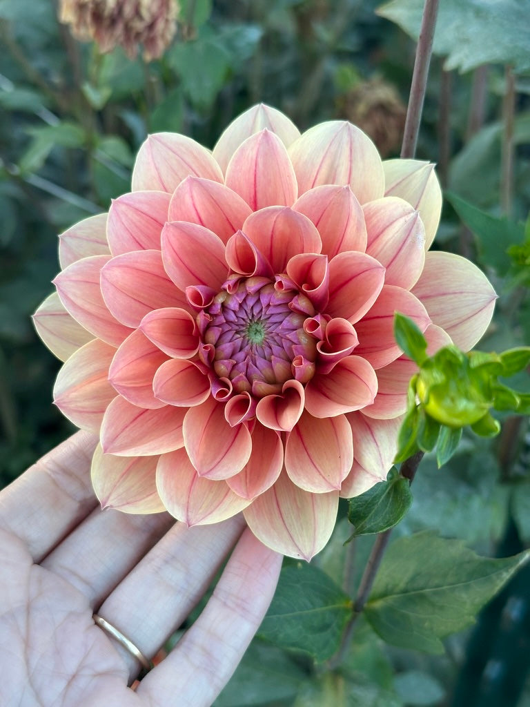 Burfoot Roan - Limit 1