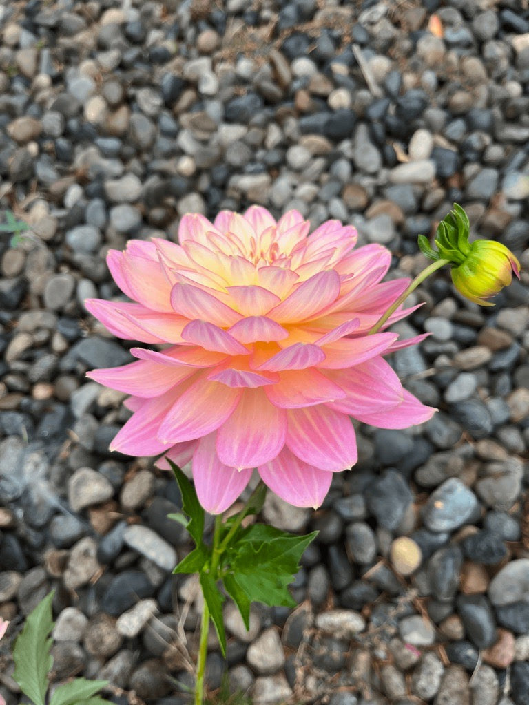 Burfoot Lotus - Limit 1