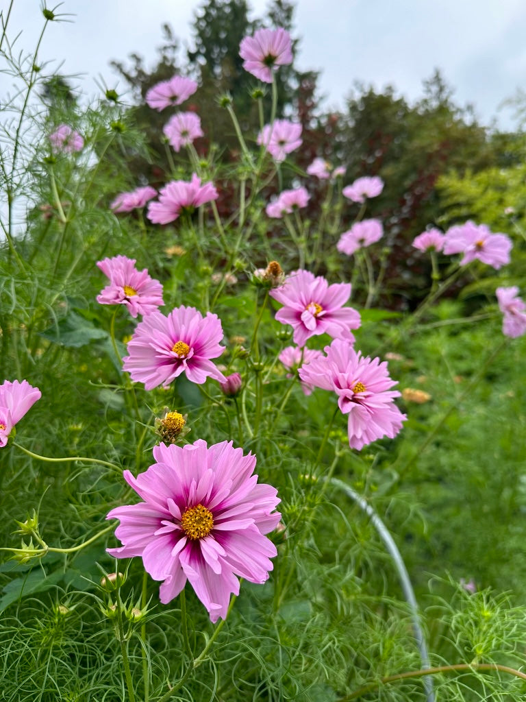 Cosmos 'Apricot Rose' 2025 Mix - Limit 1