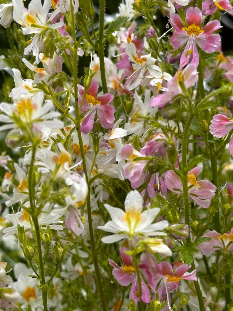 Cut Flower Seed Bundle