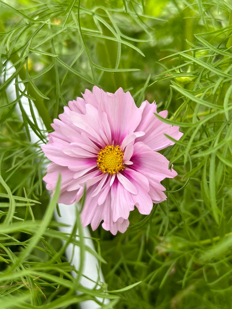 Cosmos 'Apricot Rose' 2025 Mix - Limit 1