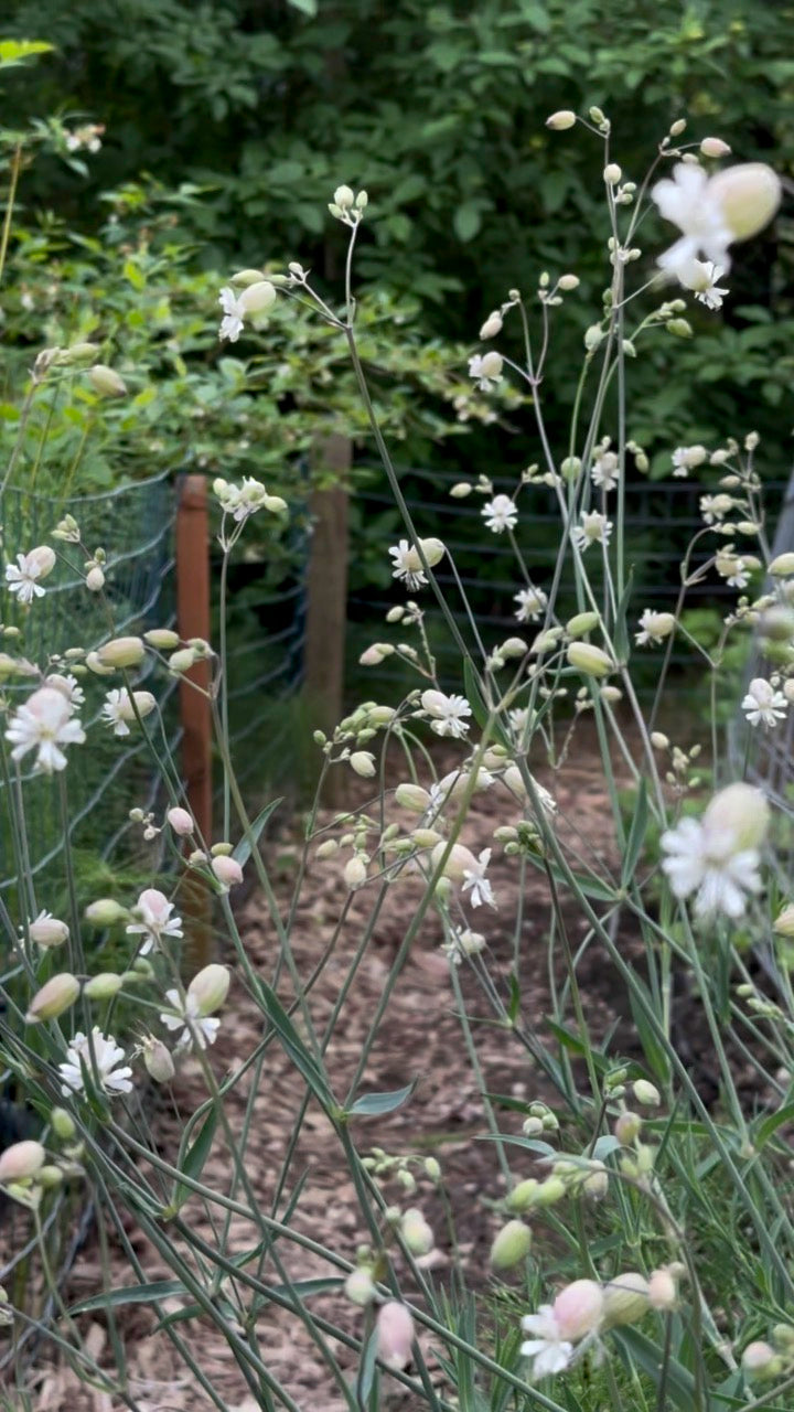 Silene 'Blushing Lanterns'