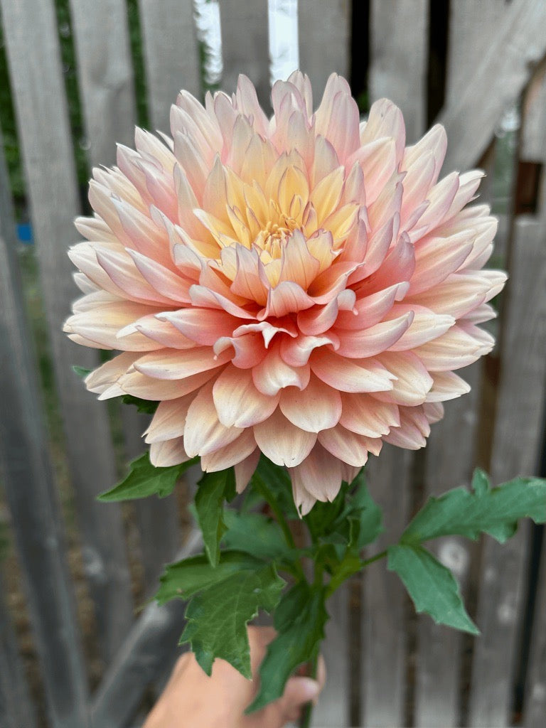 Burfoot Lotus - Limit 1