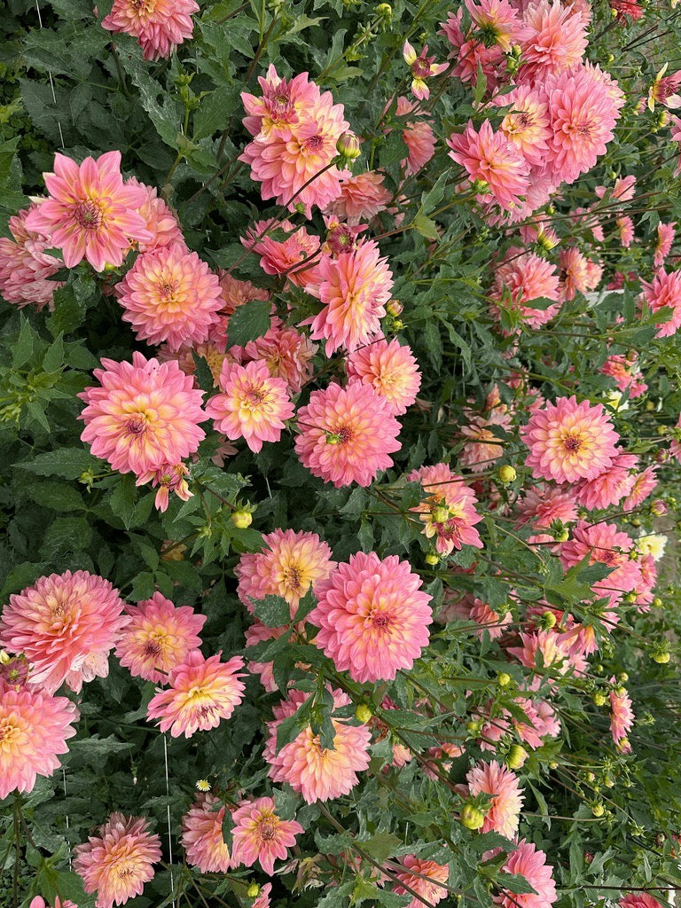 Burfoot Lotus - Limit 1
