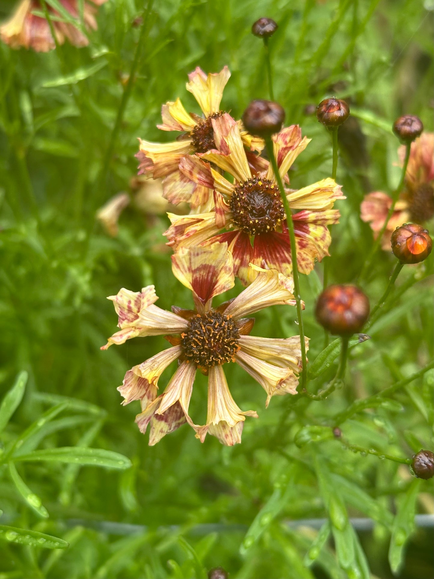 Coreopsis - Seashells Mix