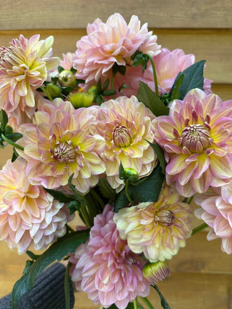 Hapet Old Charm - Limit 1