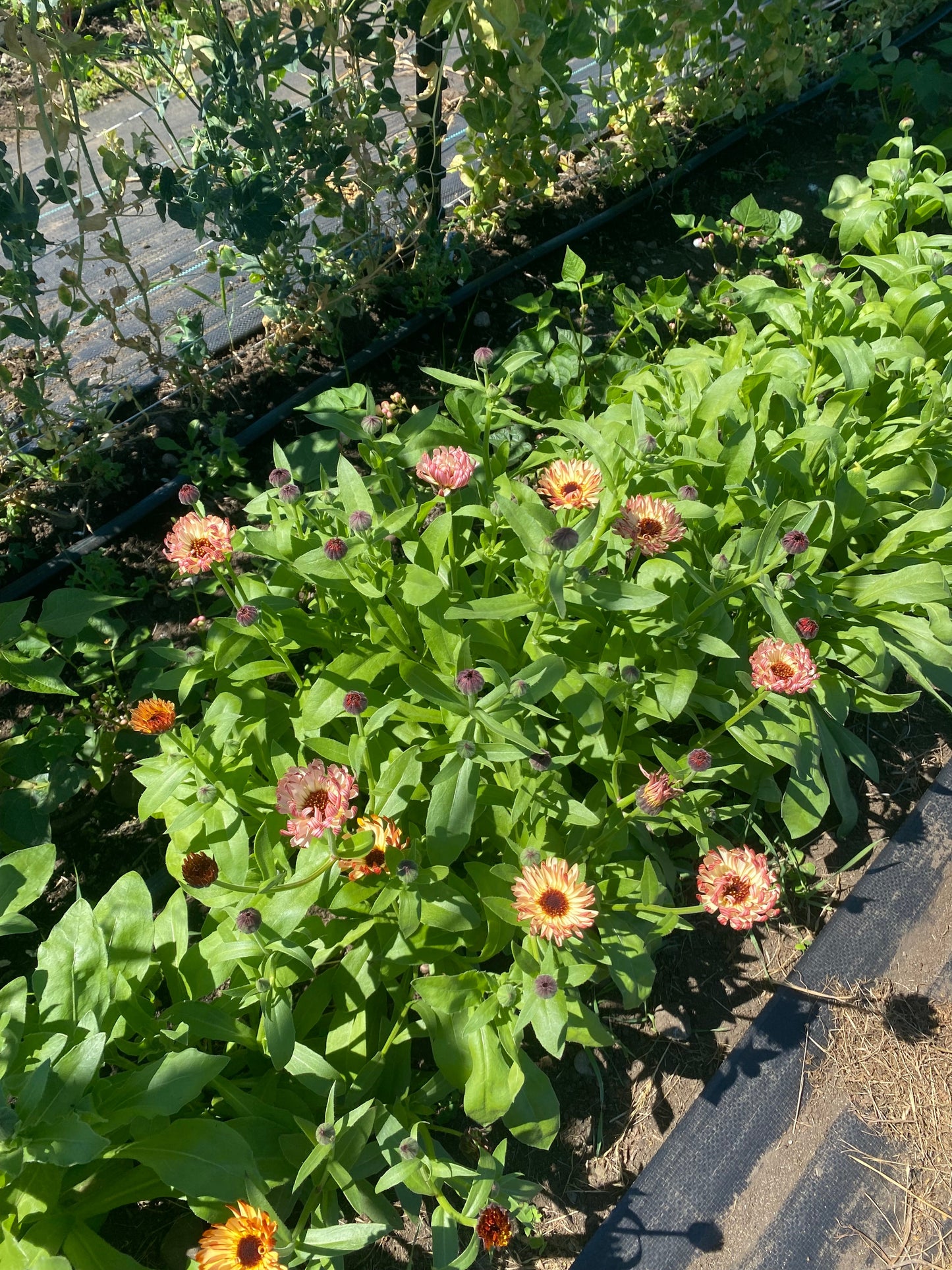 Calendula ‘Bronze Beauty’