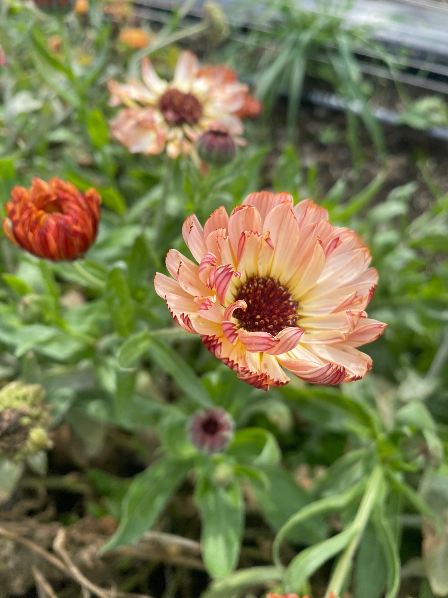 Calendula ‘Bronze Beauty’