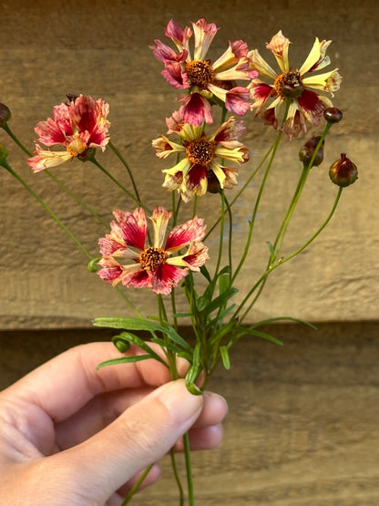 Coreopsis - Seashells Mix