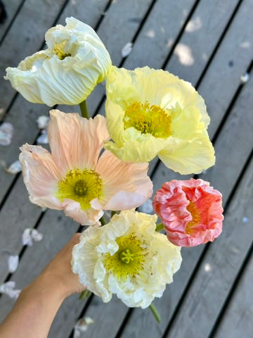 Iceland Poppy - Sherbet Mix