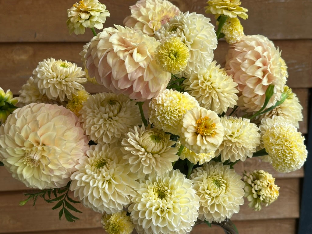 Coorabell Astrid - Limit 1