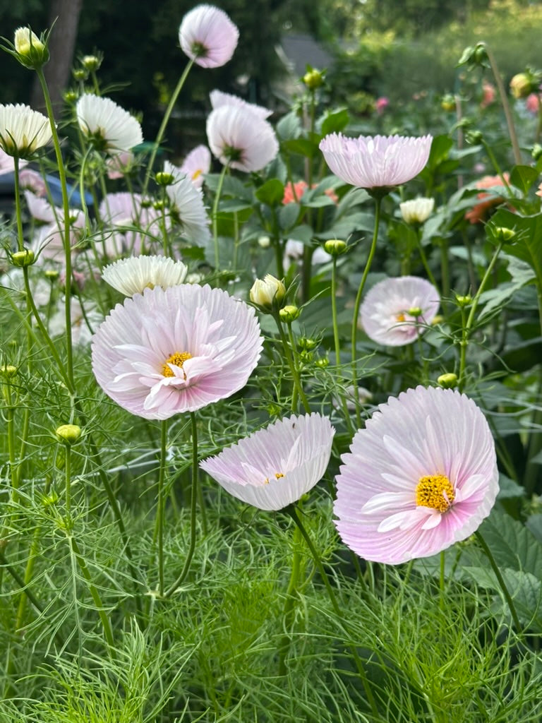 Cosmos 'Cupcake Blush' Seed - Fully Double Selection