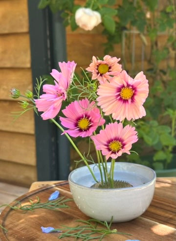 Cosmos 'Apricot Rose' 2026 Mix - Limit 1