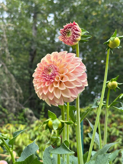 Coorabell Astrid - Limit 1