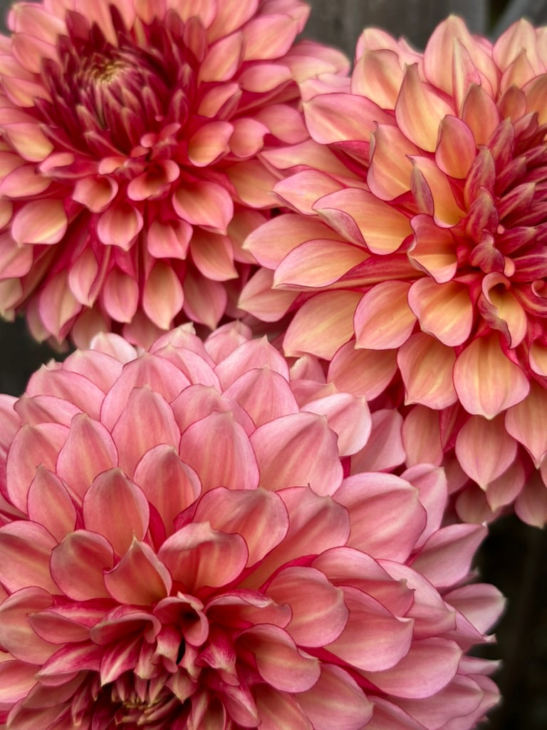 Burfoot Amarena - Limit 1