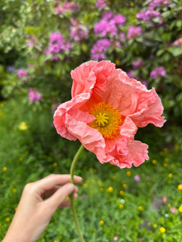 Iceland Poppy - Sherbet Mix