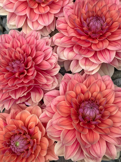 Burfoot Roan - Limit 1