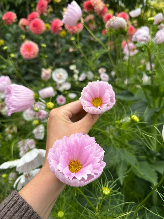 Cosmos 'Cupcake Blush' Seed - Fully Double Selection