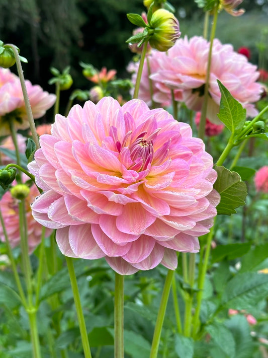 Hapet Old Charm - Limit 1