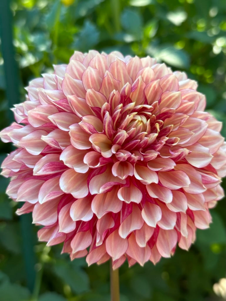 Burfoot Amarena - Limit 1