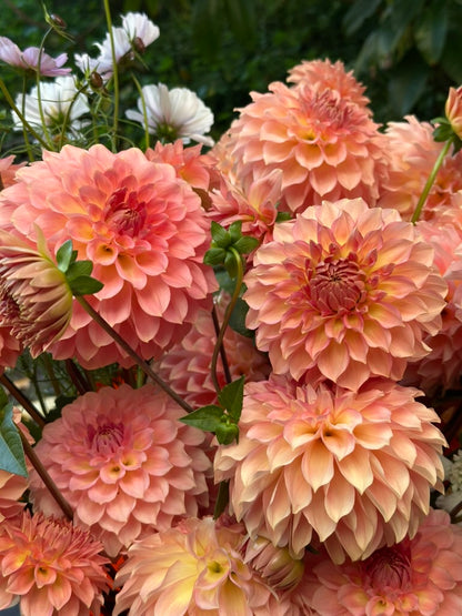 Burfoot Freestone - Limit 1