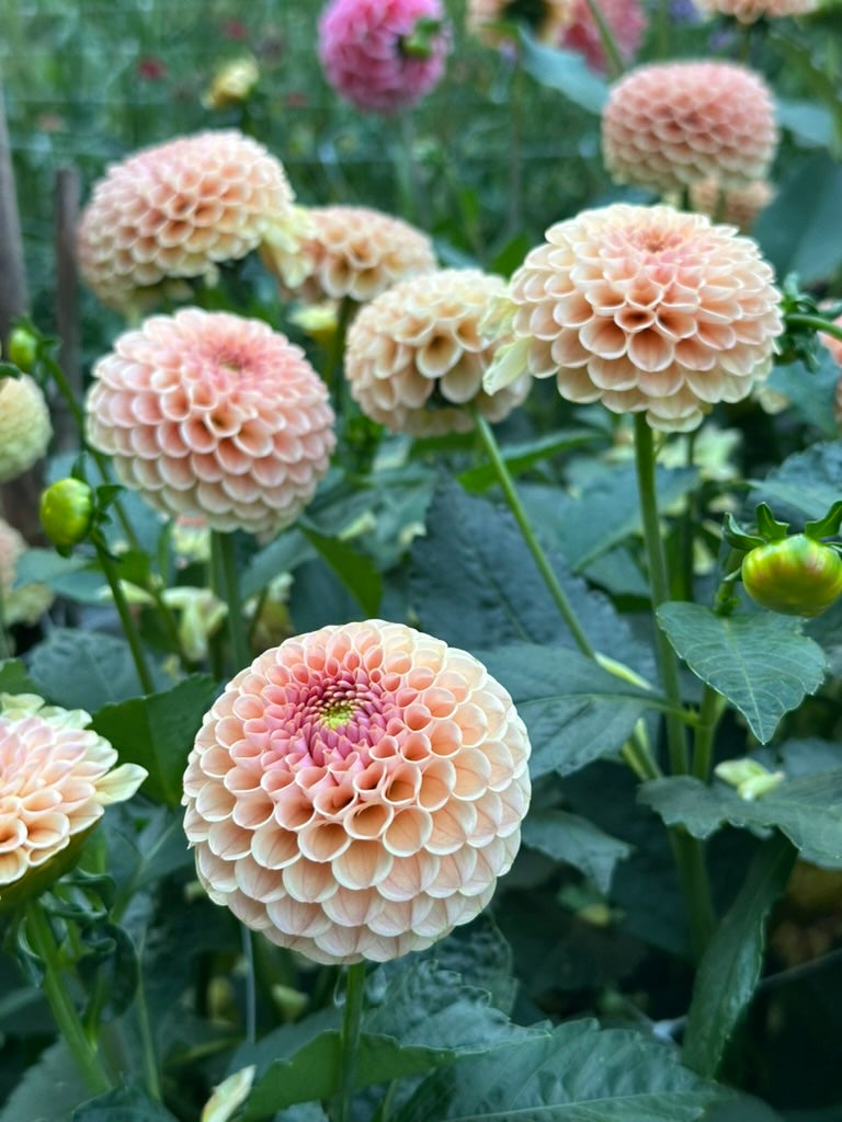 KA's® Honeycomb - Limit 1