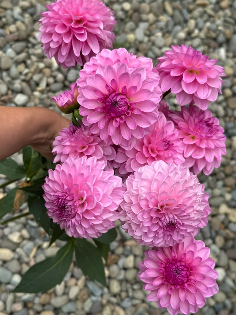 Burfoot Lola - Limit 1