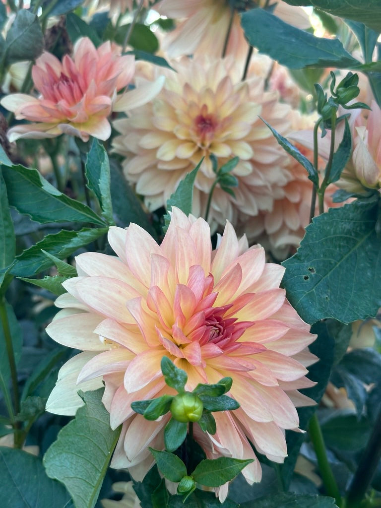 Burfoot Prosecco - Limit 1