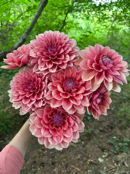 Burfoot Roan - Limit 1