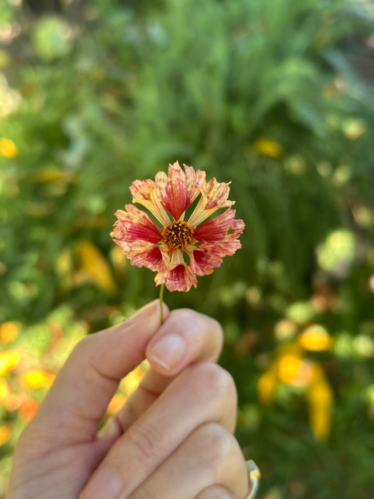 Coreopsis - Seashells Mix