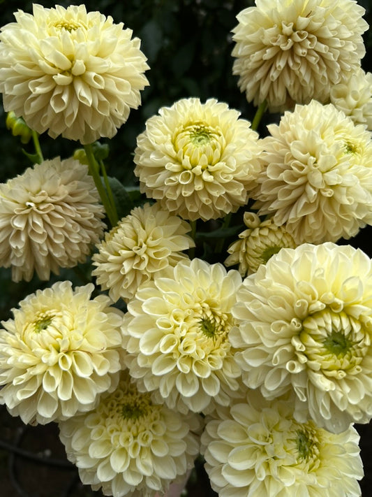 Madeleine Moon - Limit 1