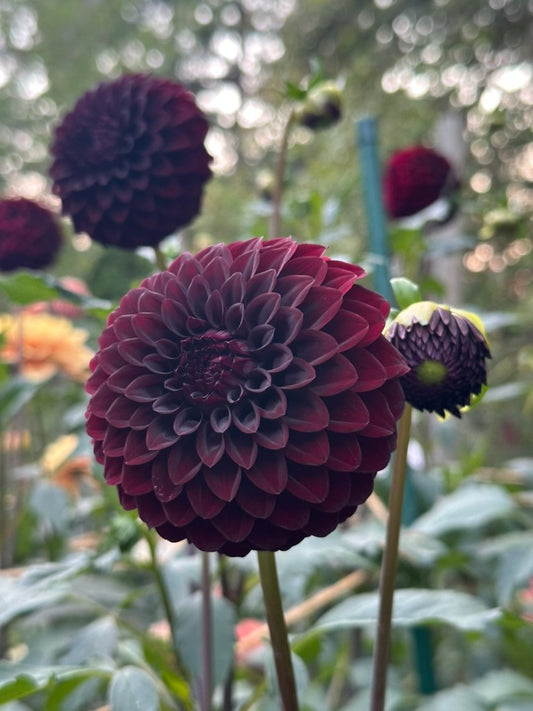 River's Dark Chocolate