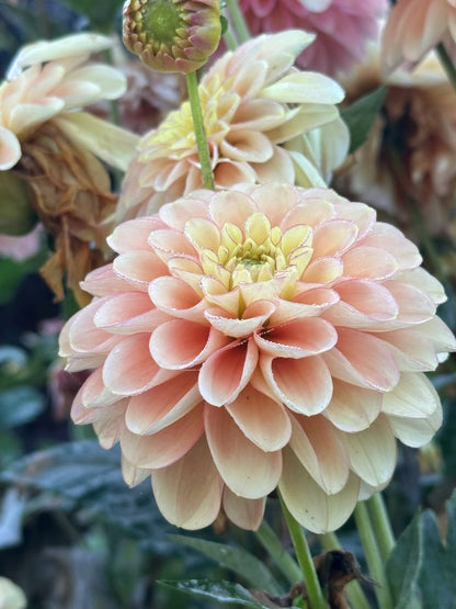 Burfoot Eva - Limit 3