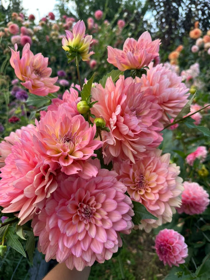 Burfoot Lotus - Limit 1