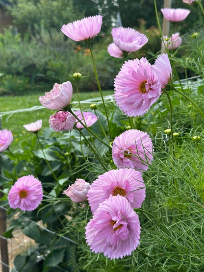 Cosmos 'Cupcake Blush' Seed - Fully Double Selection